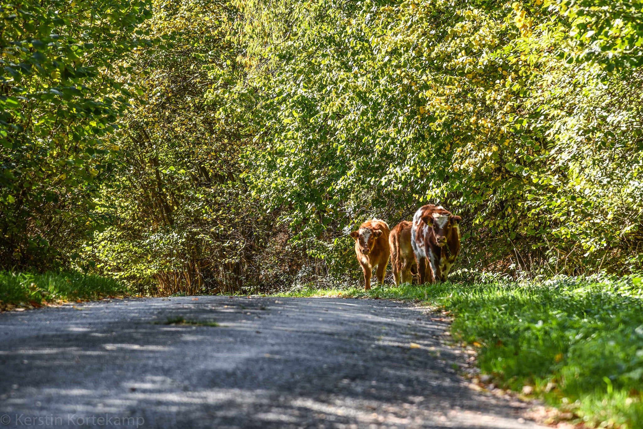 Immer dieses Geschottere – Eifel Galore mit Mütze und Profil